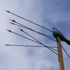 Roi et Roitelet de Ronde